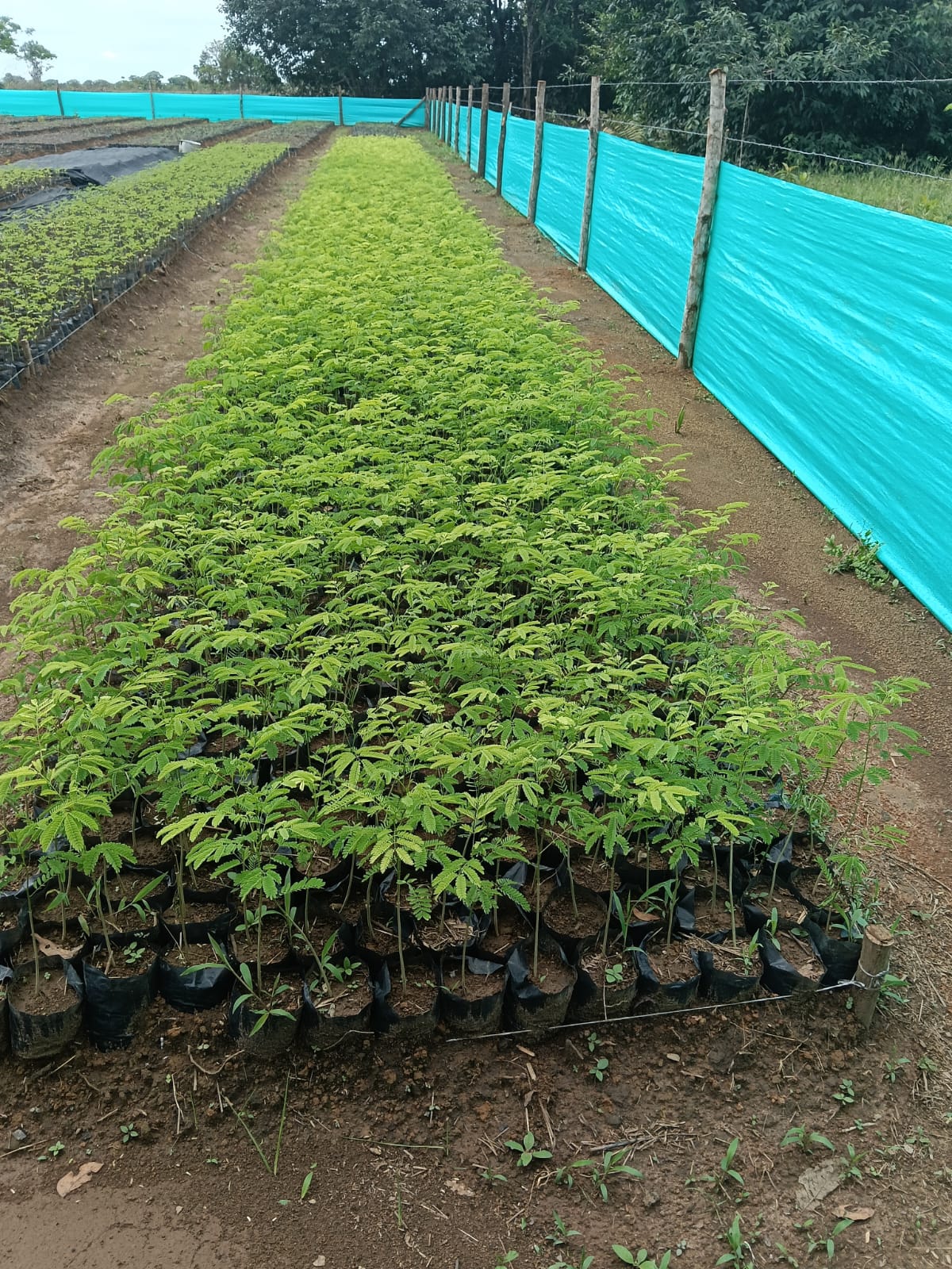 Vivero CO2 Reforest
